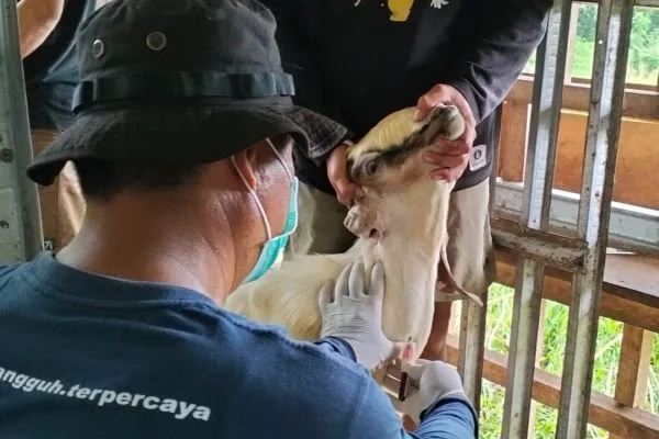 Pemeriksaan kambing yang dilakukan Balai Karantina Hewan Ikan dan Tumbuhan Sulawesi Barat (Dok : Aldy KabarMakassar).