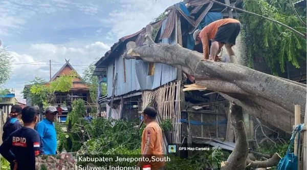 Petugas BPBD Jeneponto saat melakukan evakuasi pohon tumbang yang menimpa kediaman warga. (Dok: Ist).