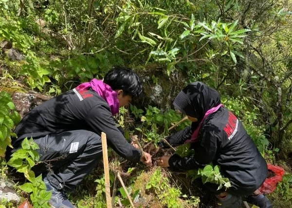 Anggota MAPALA PNUP Tanam Ratusan Pohon di Jalur Pendakian Lembah Lohe Gowa. (Dok: Ist)