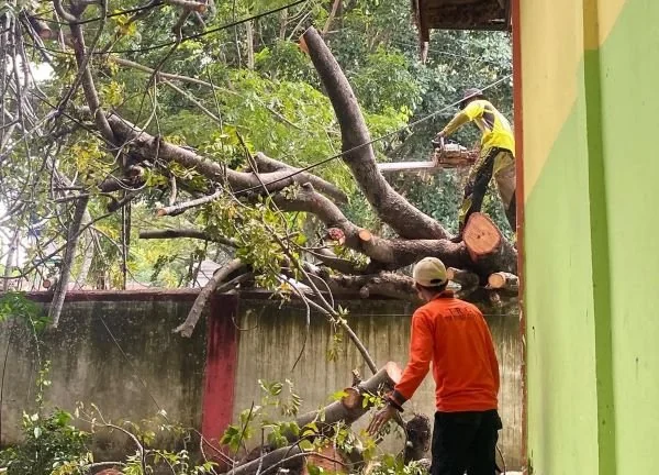 Tim Reaksi Cepat BPBD Kabupaten Jeneponto bergerak cepat mengevakuasi material pohon tumbang. (Dok: Ist)