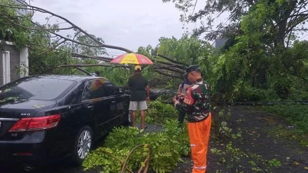 Pohon Tumbang di Makassar (Dok: Ist).