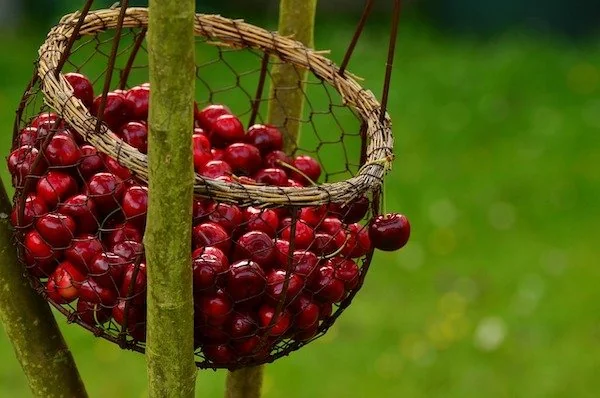 Ilustrasi buah ceri (Dok: Int)
