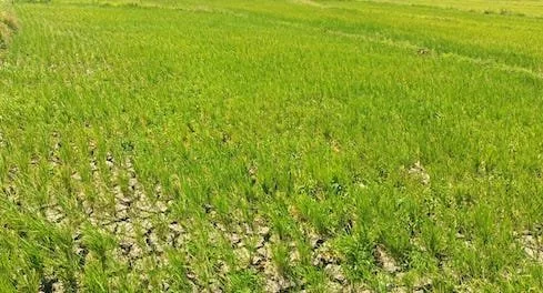 Penampakan Sawah Petani di Di lingkungan Buttusappa, Kelurahan Tadokkong, Kecamatan Lembang (Dok: KabarMakassar).