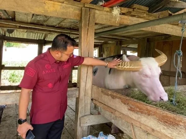 Kanwil Kemenkum Sulsel saat melihat langsung Tedong Bonga Toraja (Dok : Ist).