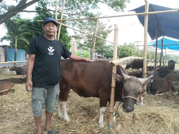 Salah seorang pedagang ternak hewan kurban di Makassar. Dok KabarMakassar.com