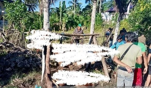 Hasil Pemburuan Babi Di Desa Karassing (Foto : IST).