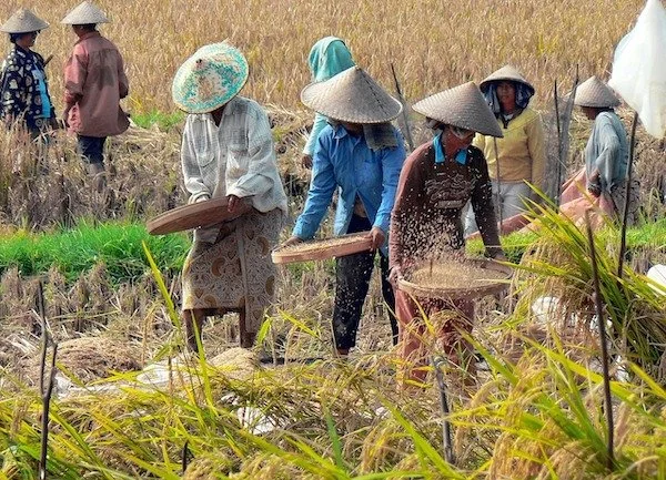 Ilustrasi Petani (Dok: Int)