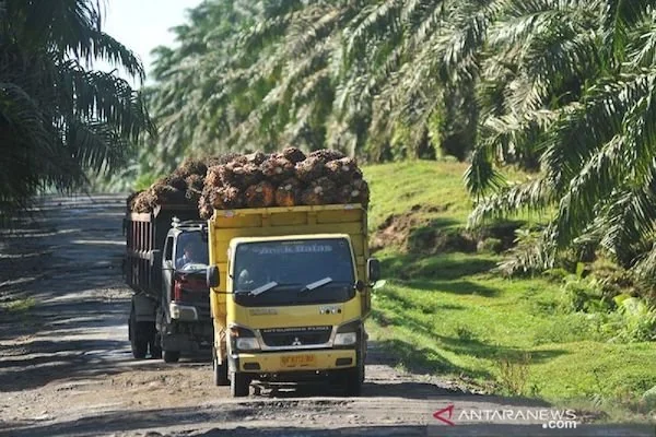Ilustrasi foto perkebunan kelapa sawit. (Dok: Ist)