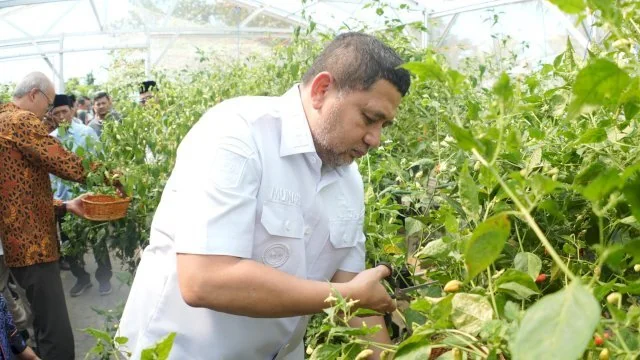 Wali Kota Makassar Munafri Arifuddin saat Panen Urban Farming (Dok: Ist).