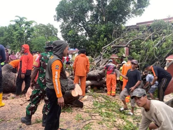 Petugas TRC BPBD Jeneponto saat melakukan upaya evakuasi pohon tumbang yang menimpa kediaman warga Siti Arafah di Lingkungan Lembangloe. (Dok: Ist).