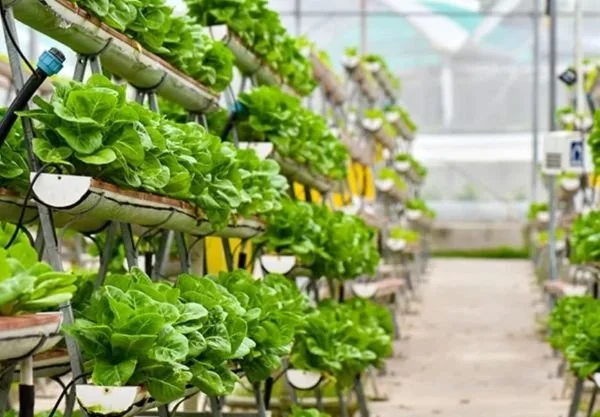 Ilustrasi urban farming (Dok: Int)