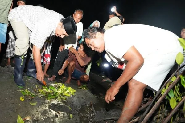 Pj Gubernur Sulbar Bahtiar Baharuddin saat menebar kepiting bakau di Sumare (Dok : Ist).