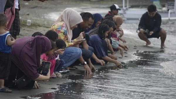 Pelepasan tukik di Pantai Landi, Mamuju.