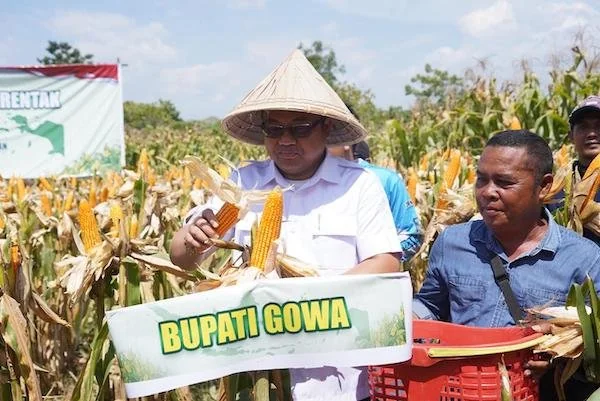 Panen Raya Jagung di Gowa, (Dok: Ist).