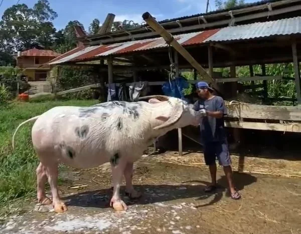 Tedong Bonga atau Kerbau Belang yang berasal dari Kabupaten Tana Toraja dan Toraja Utara (Dok : Ist).