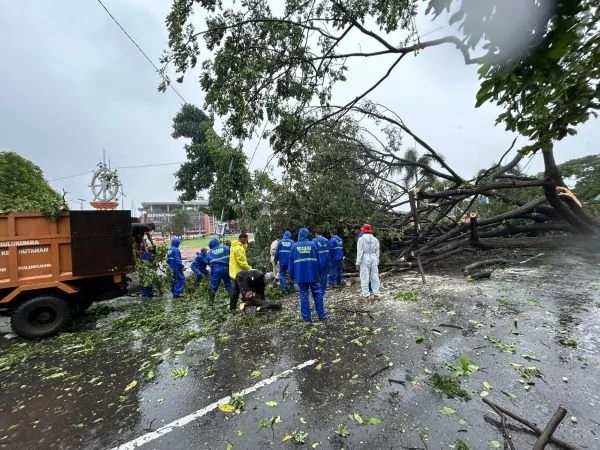 Pohon tumbang akibat angin kencang di Bulukumba (Dok : Ist).