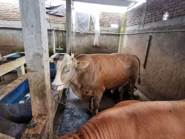 Salah satu sapi kurban yang dijual di Antang, Makassar (Dok:Sinta KabarMakassar).