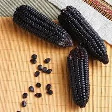 Ilustrasi Jagung Hitam, (Dok: Ist).