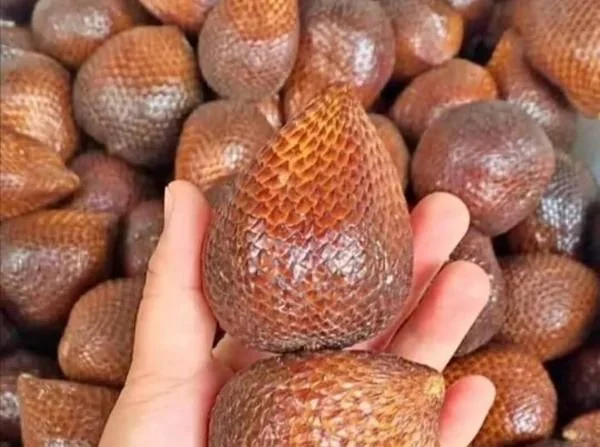 Ilustrasi Salak (Dok: Kabar Makassar).