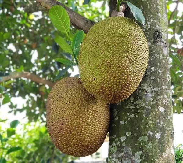 Buah sukun miliki beragam manfaat bagi kesehatan jika dikonsumsi secara rutin (Dok: Int)