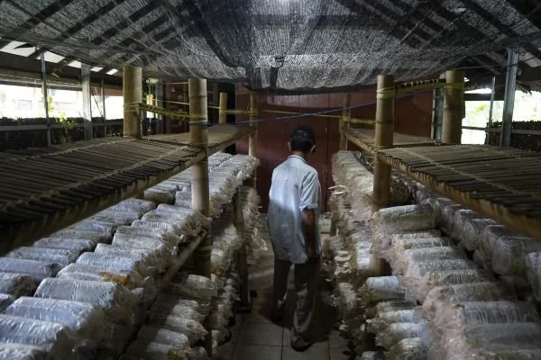 Unhas Produksi Jamur Tiram di Kampung Rimba (Dok : Ist).