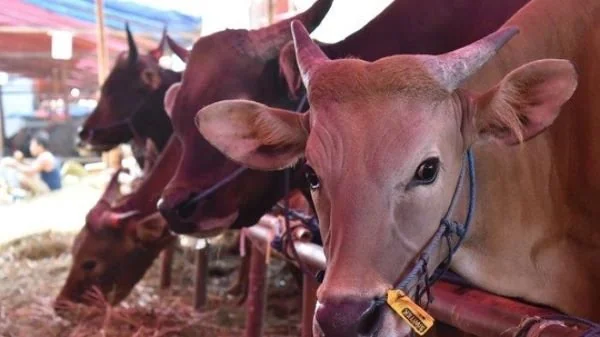 Sapi yang akan dikurbankan (Dok : ist).