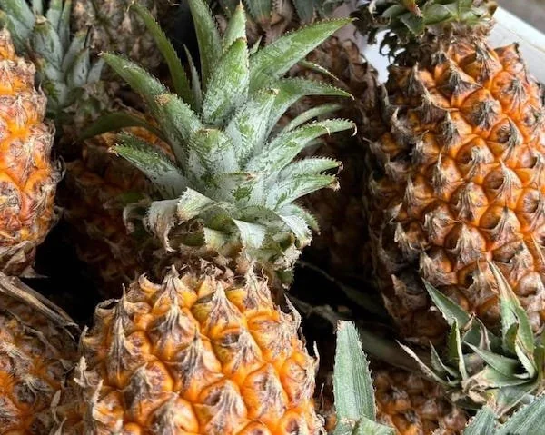 Nanas (Dok: Sinta KabarMakassar).