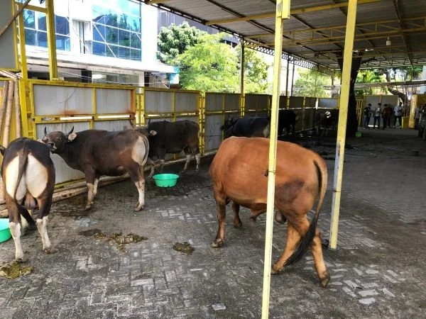 Sapi kurban dari Anggota DPR RI Fraksi Partai Golkar (Dok : ist).