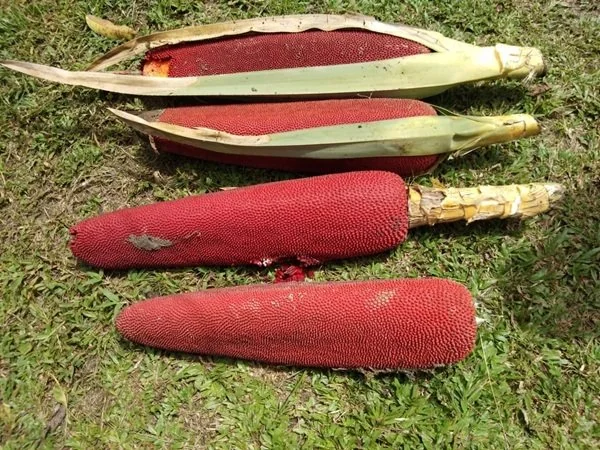 Ilustrasi buah merah (Dok: Int).