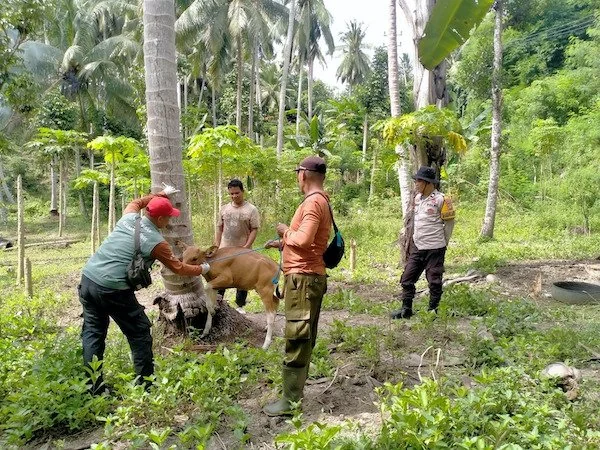 Penyemprotan Disinfektan dan Vaksinasi ternak di Majene (dok:Ist)